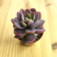 Купить Эхеверия 'Luella' f. cristata EHCR-3