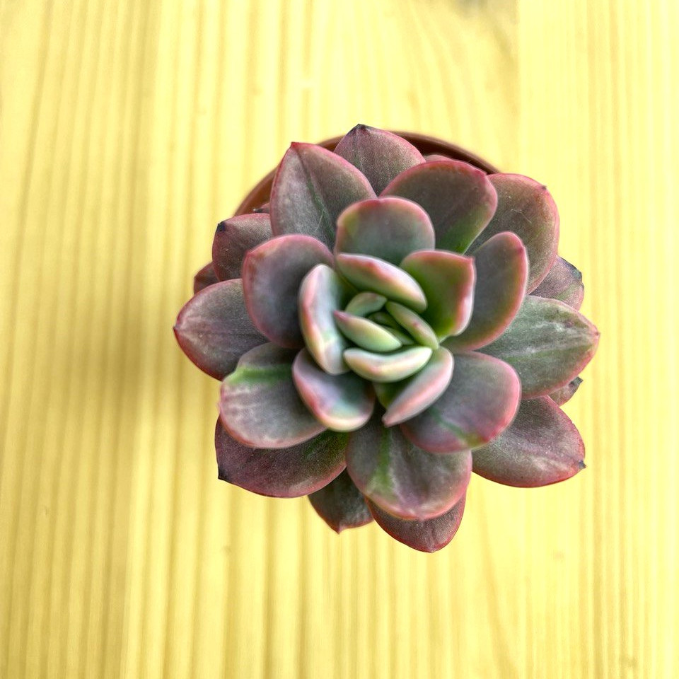 Купить Эхеверия 'Luella' f. cristata EHCR-3